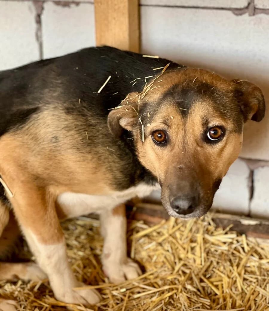 Shine The Light, female 6yo Mixed Breed for adoption at Vierbeiner in Not e.V.