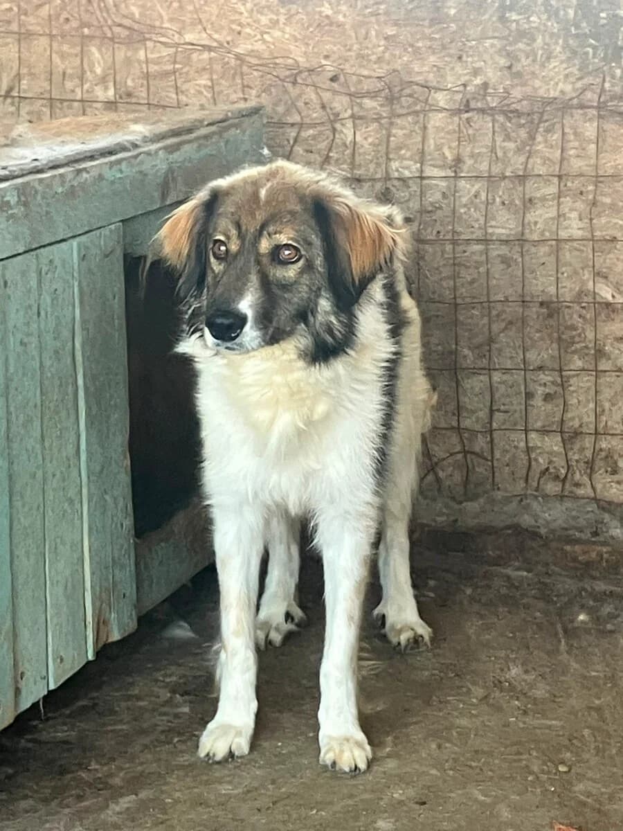 Christopher, male 7yo Mixed Breed for adoption at Vierbeiner in Not e.V.