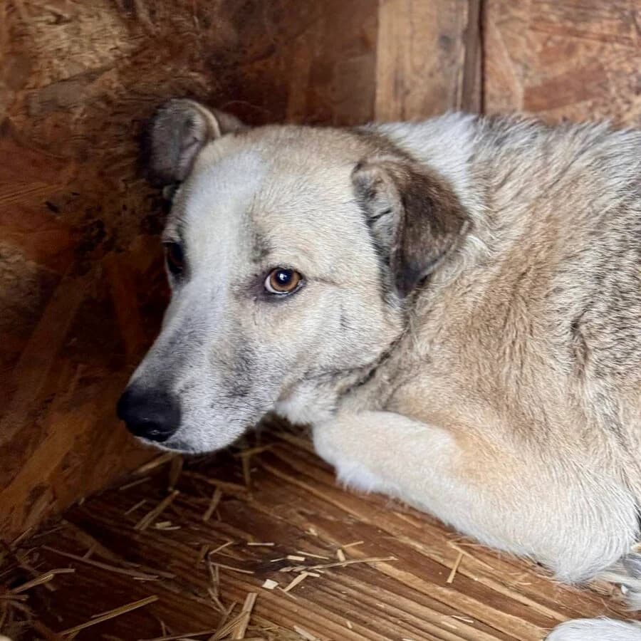 Joey, male 5yo Mixed Breed for adoption at Vierbeiner in Not e.V.