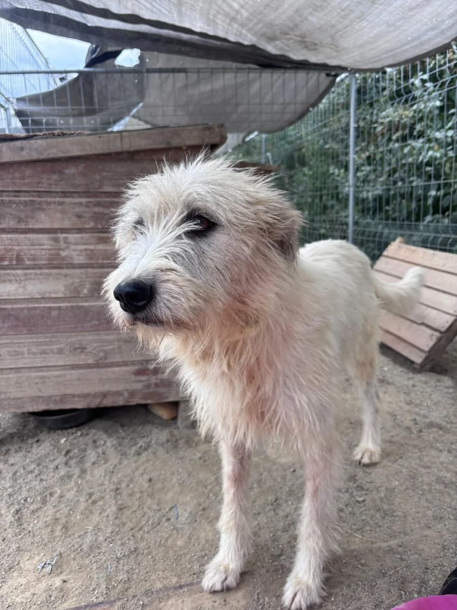 Xyla, female puppy Mixed Breed for adoption at Vierbeiner in Not e.V.