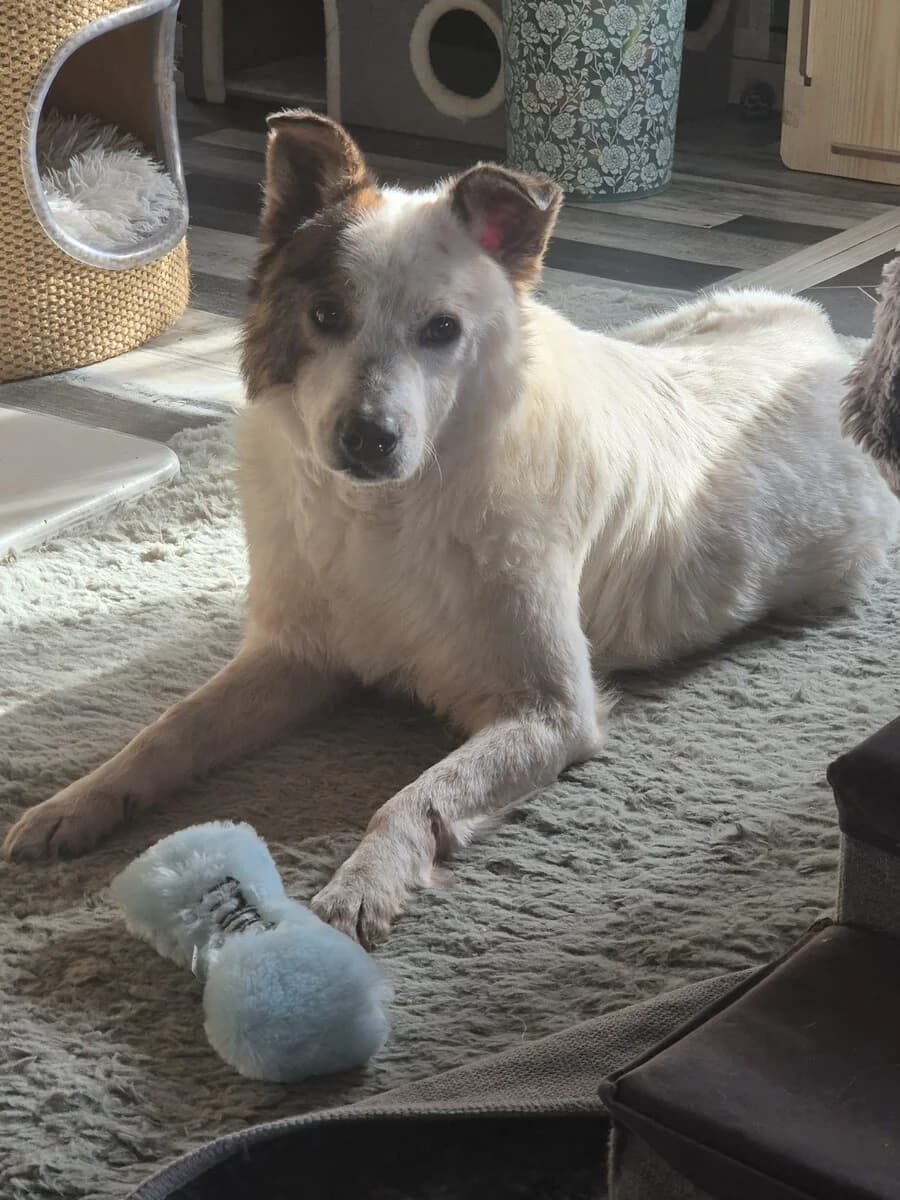 Miro, male 6yo Mixed Breed for adoption at Vierbeiner in Not e.V.
