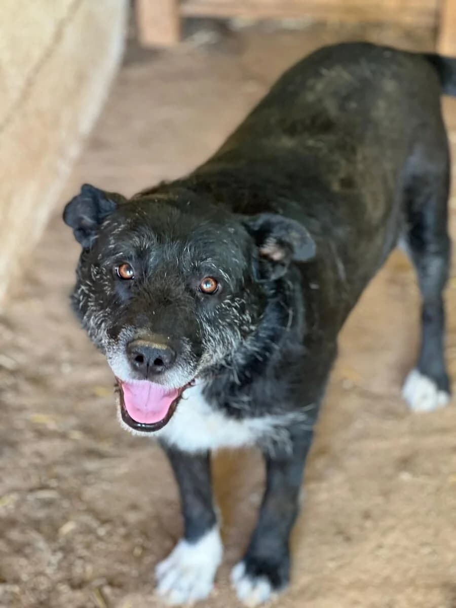 Rebekka, weiß female 3yo Mixed Breed for adoption at Vierbeiner in Not e.V.
