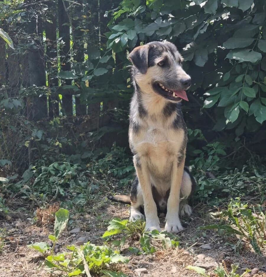 Linus, male 3yo Mixed Breed for adoption at Vierbeiner in Not e.V.