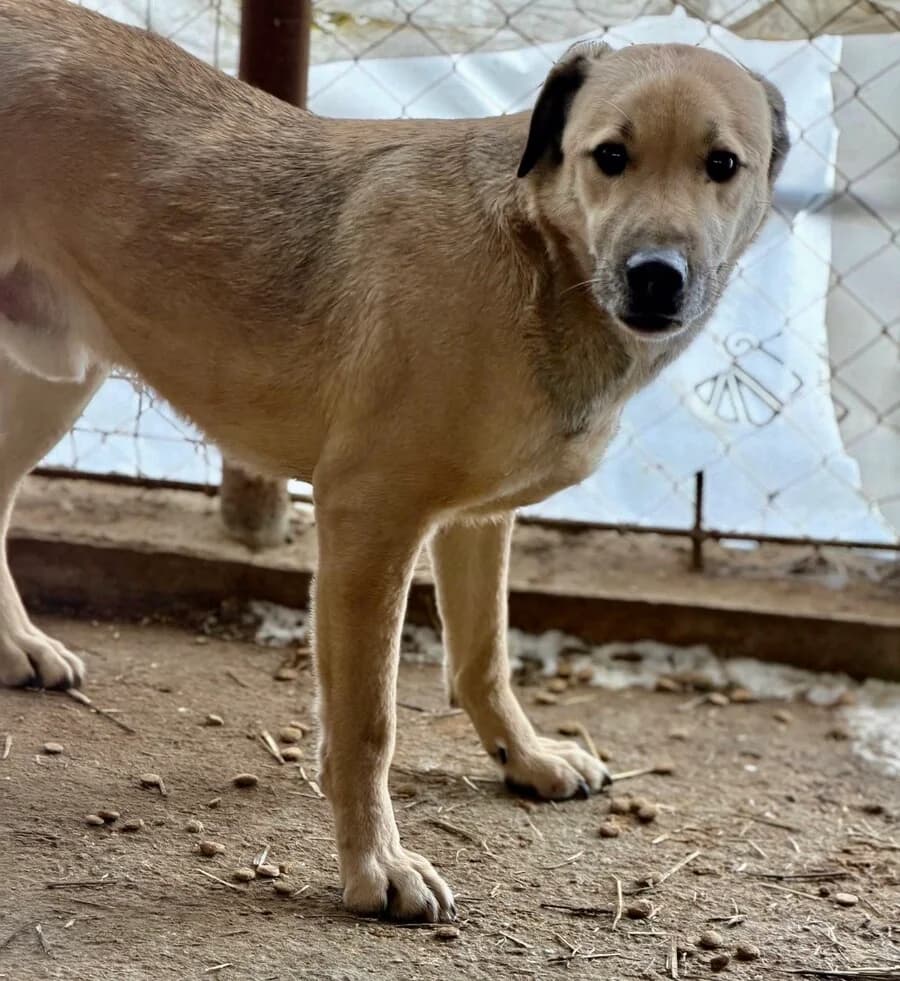 Milo, male 7yo Mixed Breed for adoption at Vierbeiner in Not e.V.
