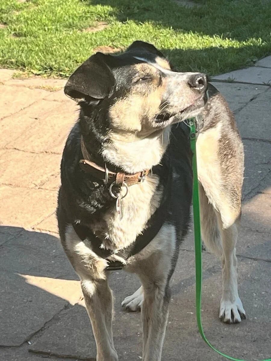 Lilly, female senior Mixed Breed for adoption at Vierbeiner in Not e.V.