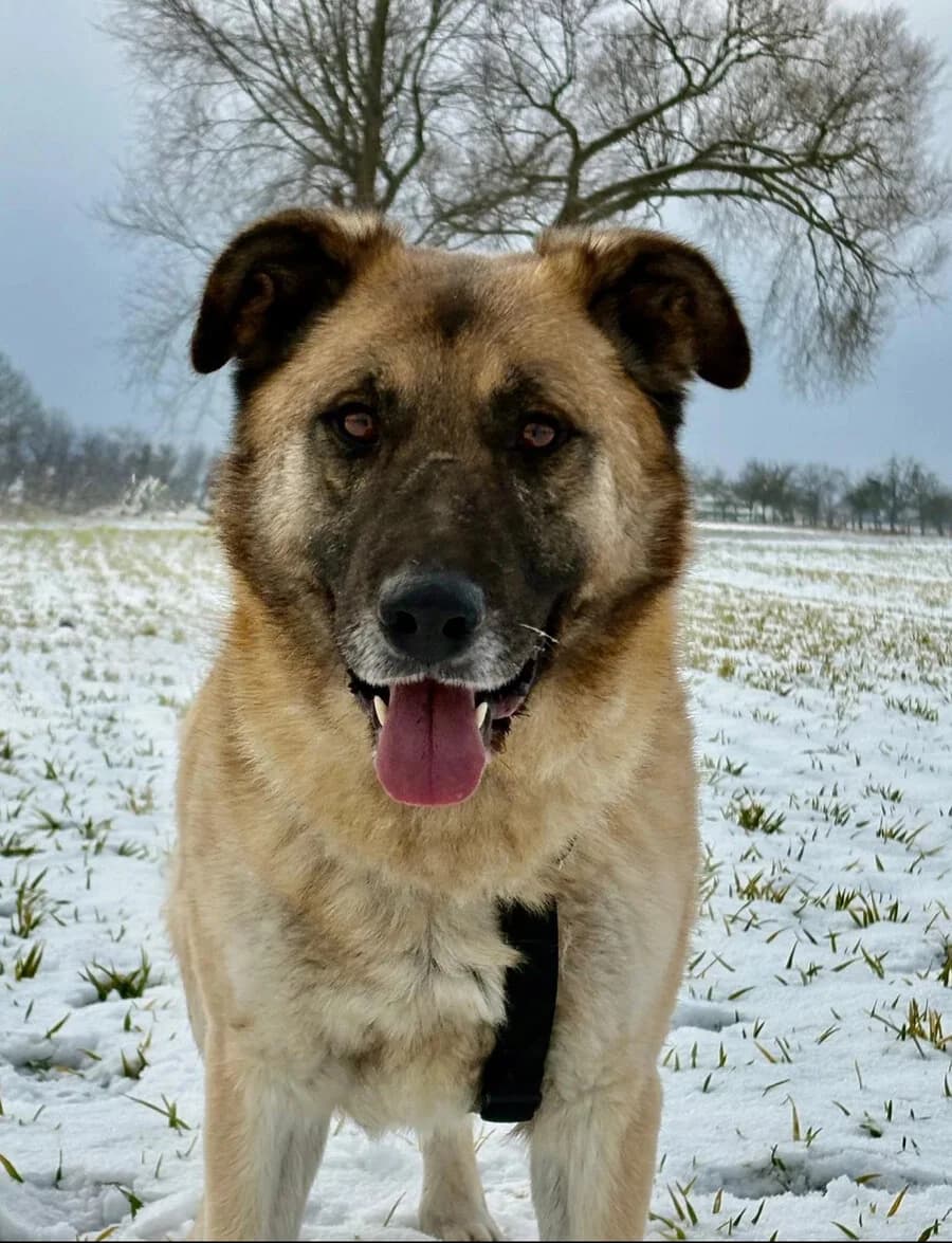 Benno, male 5yo Mixed Breed for adoption at Vierbeiner in Not e.V.