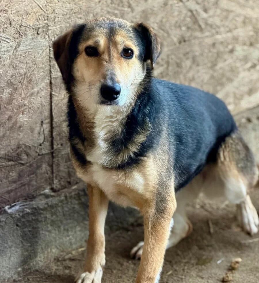 Emilie, female 7yo Mixed Breed for adoption at Vierbeiner in Not e.V.