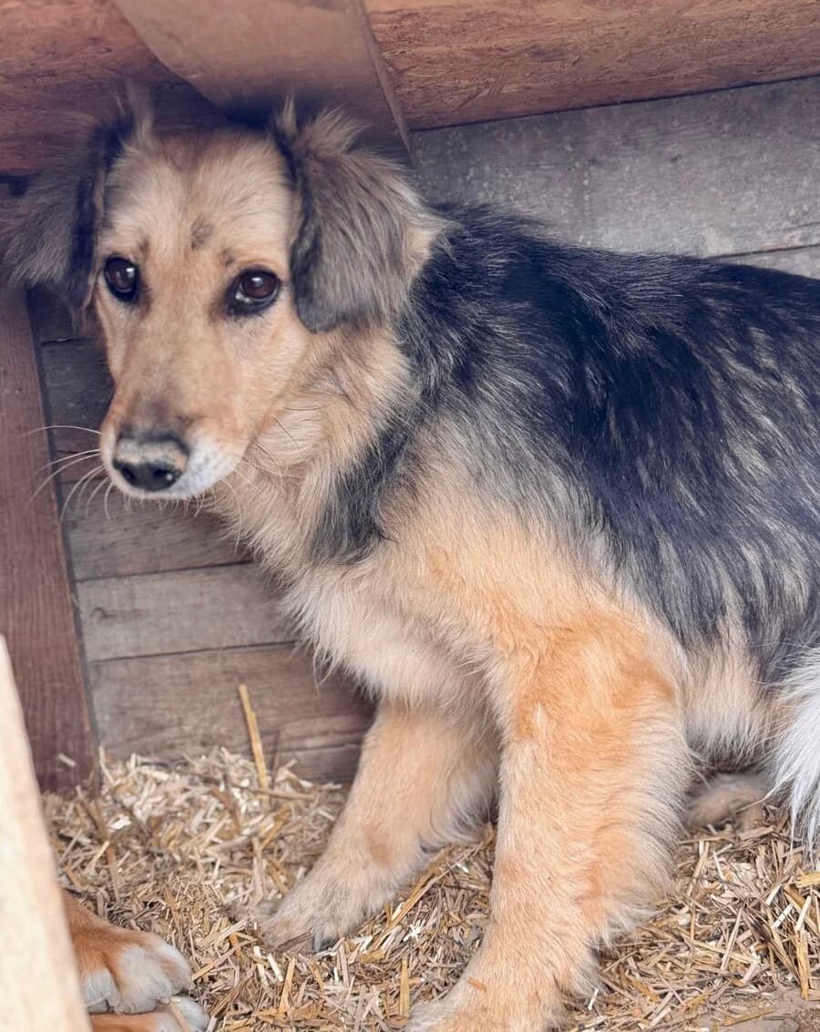 Speranta, female 5yo Mixed Breed for adoption at Vierbeiner in Not e.V.