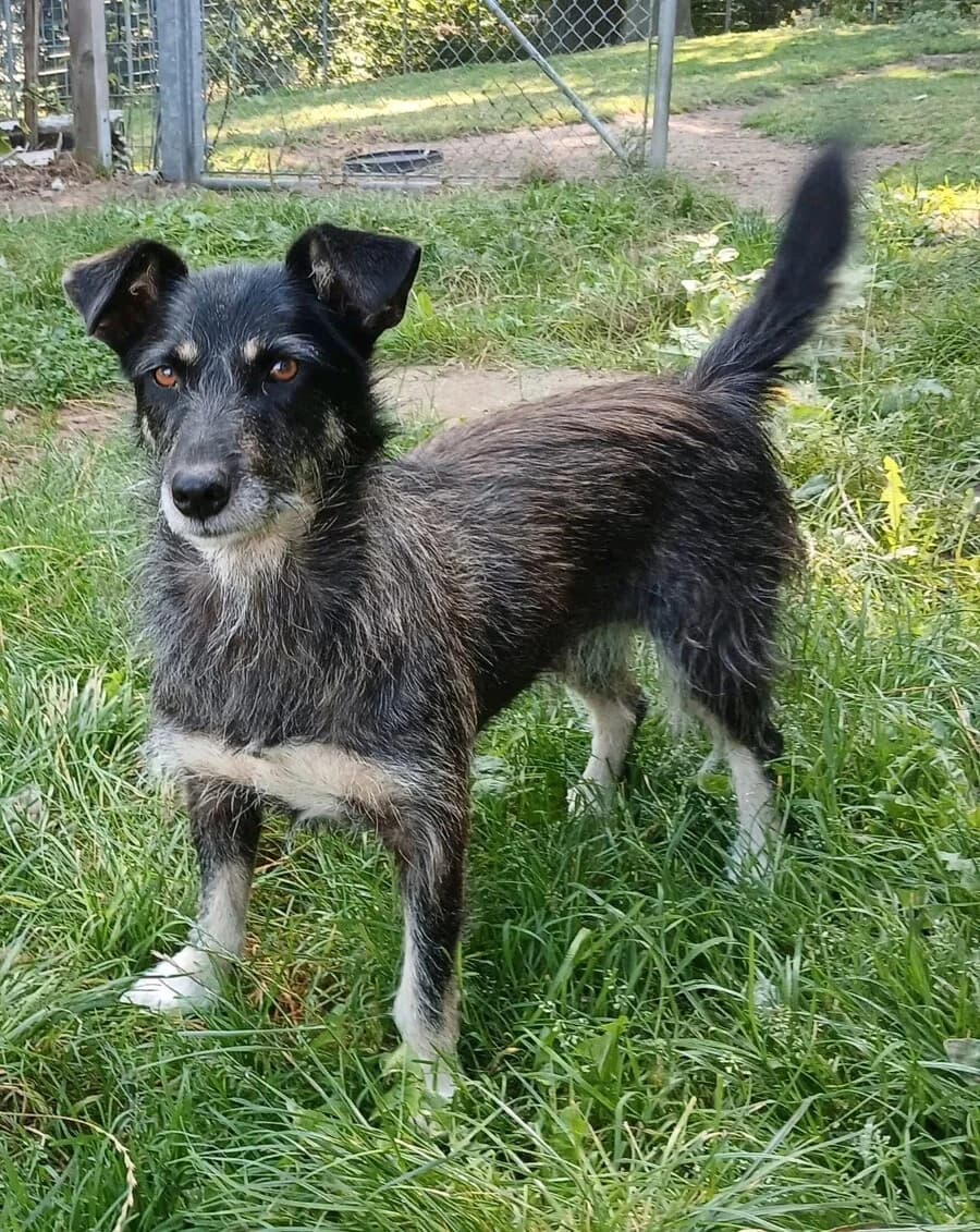 Angel (Angie), female senior Mixed Breed for adoption at Vierbeiner in Not e.V.