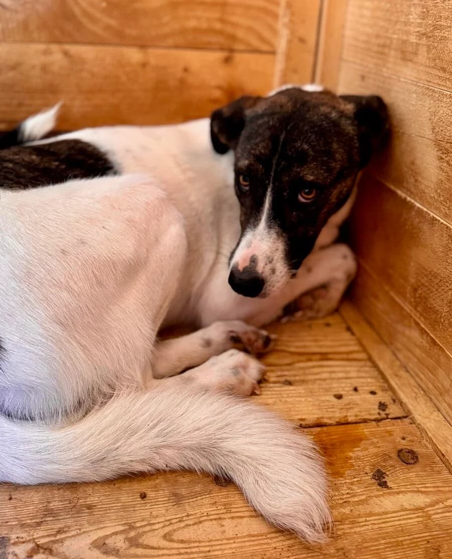Ina, female young Mixed Breed for adoption at Vierbeiner in Not e.V.