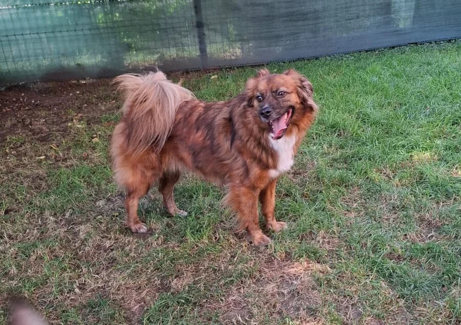 Strolch, male 4yo Mixed Breed for adoption at Vierbeiner in Not e.V.