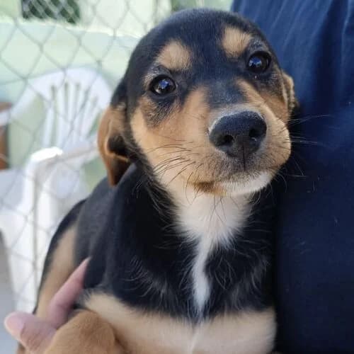 Alfi, Mixed Breed (Viva la Hund)