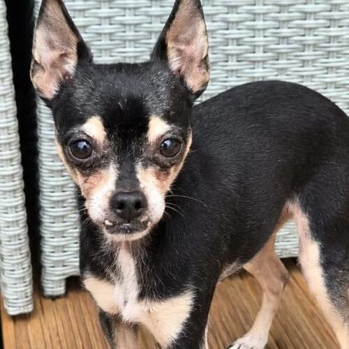Amy, female senior Chihuahua for adoption at Viva la Hund, Nettersheim