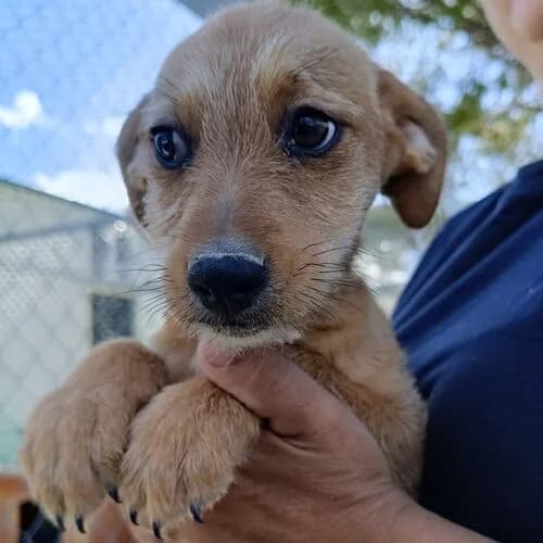 Annika, Mixed Breed (Viva la Hund)