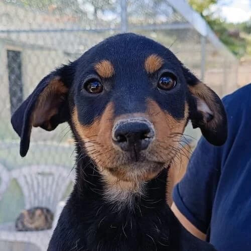 Anton, Mixed Breed (Viva la Hund)
