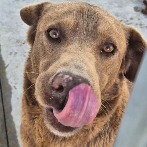 Antonio, male senior Labrador Retriever for adoption at Viva la Hund, Nettersheim