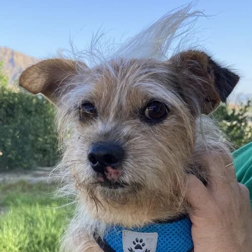 Antonito, male 3yo Yorkshire Terrier for adoption at Viva la Hund, Nettersheim