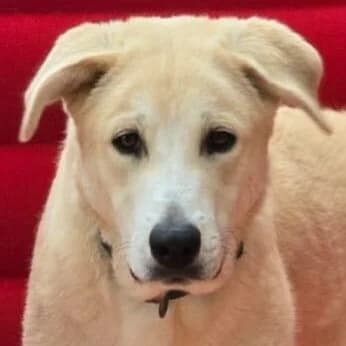 Atlas, male young Mixed Breed for adoption at Viva la Hund, Nettersheim