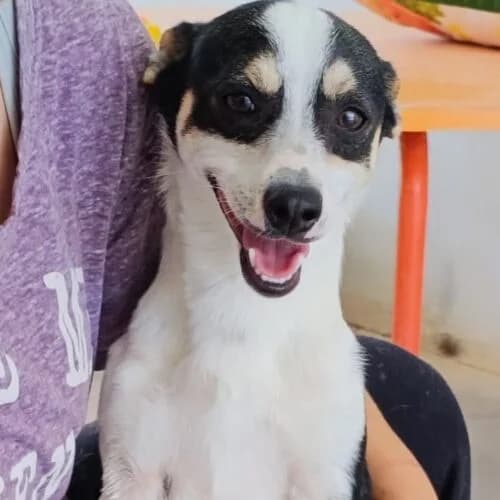Bagheera, male young Mixed Breed for adoption at Viva la Hund, Nettersheim