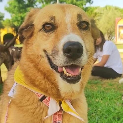 Barbie, Mixed Breed (Viva la Hund)