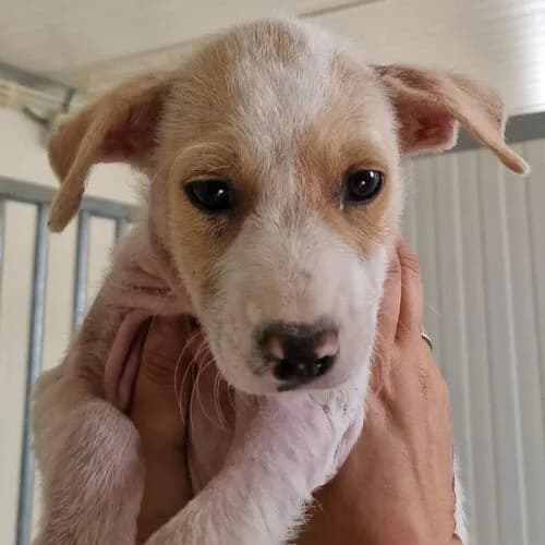 Basti, male puppy Mixed Breed for adoption at Viva la Hund, Nettersheim