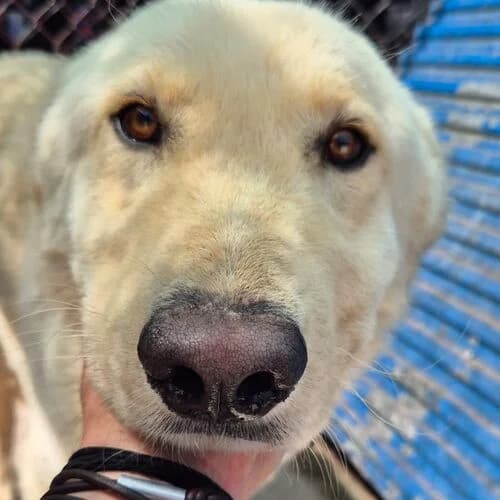 Beat, male Mixed Breed for adoption at Viva la Hund, Nettersheim