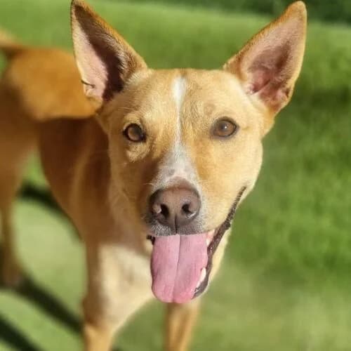 Ben, male young Mixed Breed for adoption at Viva la Hund, Nettersheim