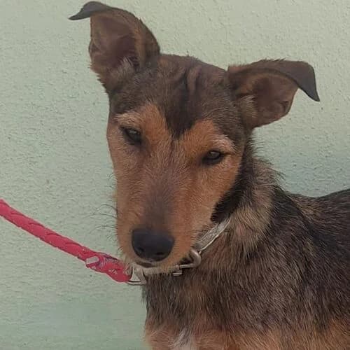 Berta, female young Mixed Breed for adoption at Viva la Hund, Nettersheim