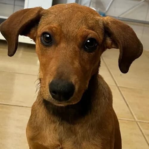 Bibi, female puppy Mixed Breed for adoption at Viva la Hund, Nettersheim