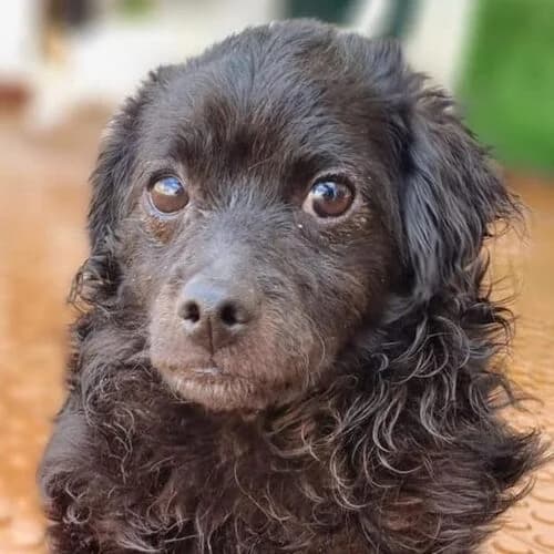 Black, Mixed Breed (Viva la Hund)