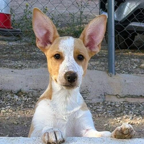 Blanca, female puppy Mixed Breed for adoption at Viva la Hund, Nettersheim