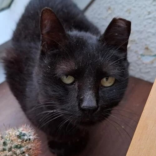 Bonita,  6yo European Shorthair for adoption at Viva la Hund, Nettersheim