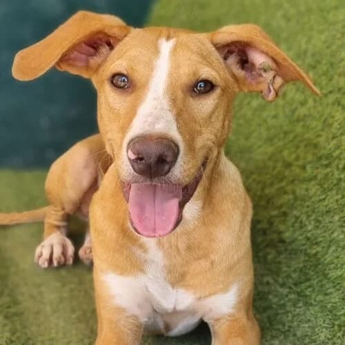 Calipo, male puppy Mixed Breed for adoption at Viva la Hund, Nettersheim