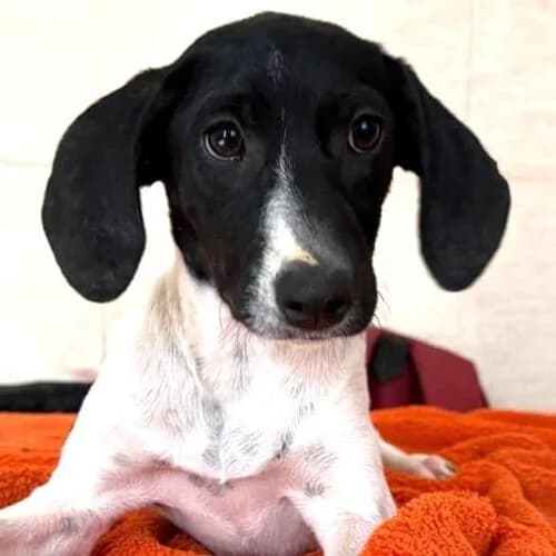 Cami, female puppy Mixed Breed for adoption at Viva la Hund, Nettersheim