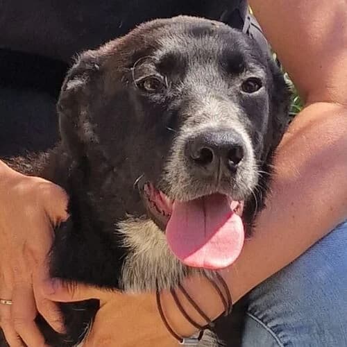 Carlo, Mixed Breed (Viva la Hund)