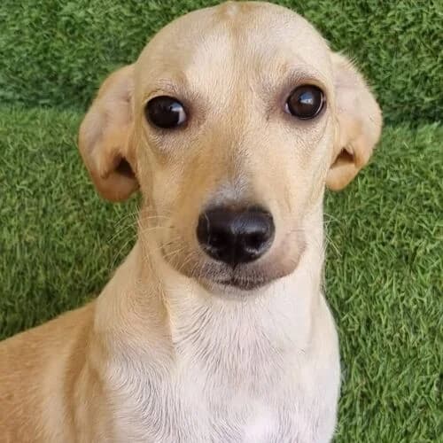 Cereja, female puppy Mixed Breed for adoption at Viva la Hund, Nettersheim