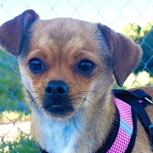 Chispa, Mixed Breed (Viva la Hund)