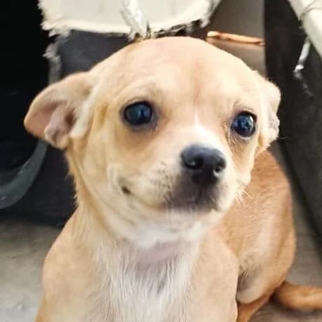 Chusa, female puppy Chihuahua for adoption at Viva la Hund, Nettersheim