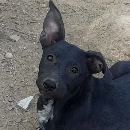 Cloe, female puppy Mixed Breed for adoption at Viva la Hund, Nettersheim