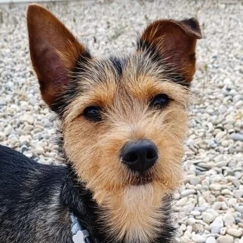 Coco, Mixed Breed (Viva la Hund)