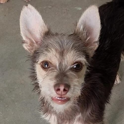 Coffee, male puppy Mixed Breed for adoption at Viva la Hund, Nettersheim
