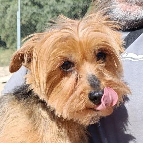 Cuca, female 4yo Yorkshire Terrier for adoption at Viva la Hund, Nettersheim
