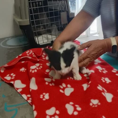 Cuca,  puppy European Shorthair for adoption at Viva la Hund, Nettersheim