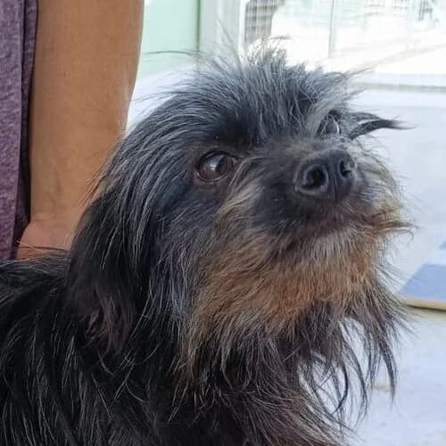 Dama, female young Mixed Breed for adoption at Viva la Hund, Nettersheim