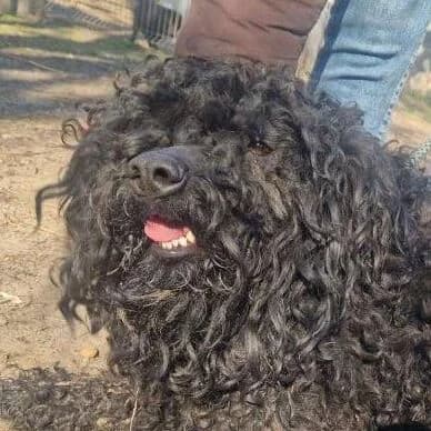 Dana, female 4yo Puli for adoption at Viva la Hund, Nettersheim