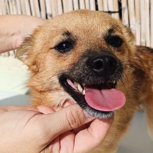 Dandy, male young Mixed Breed for adoption at Viva la Hund, Nettersheim
