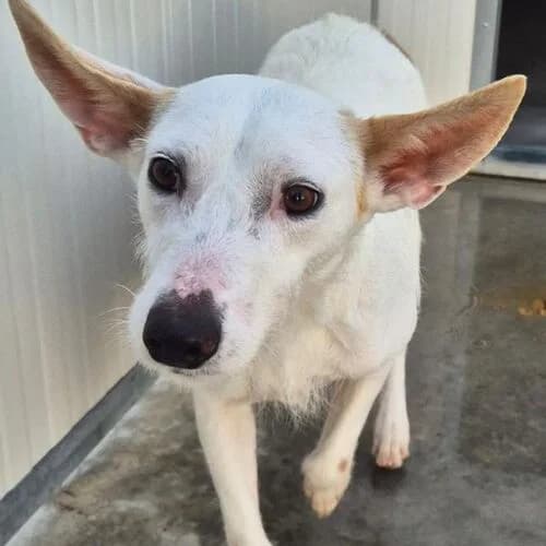 Diana, female young Mixed Breed for adoption at Viva la Hund, Nettersheim