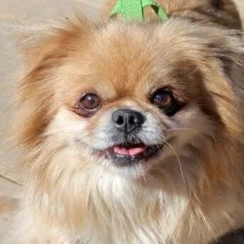 Dodi, male senior mixed breed for adoption at Viva la Hund, Nettersheim