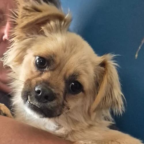 Dandy, male mixed breed for adoption at Viva la Hund, Nettersheim