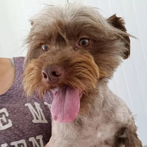 Donald, male young Mixed Breed for adoption at Viva la Hund, Nettersheim